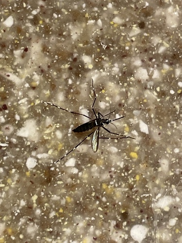 Unknown species found near Maricopa County, US-AZ, US