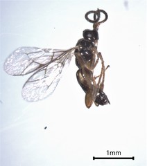 Orthocentrinae