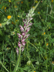Anacamptis coriophora fragrans