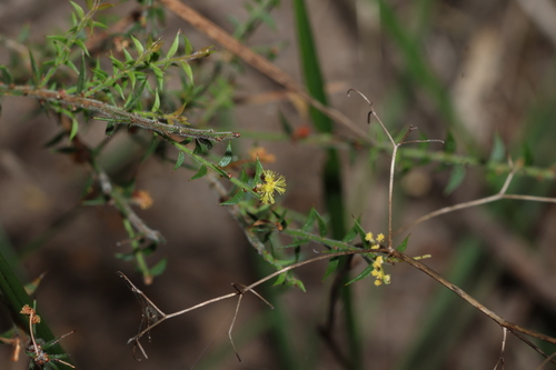 Fan Wattle (Acacia amblygona)