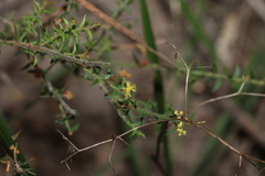 Acacia amblygona
