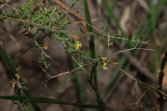 Acacia amblygona, photograph (c) Greg Tasney, some rights reserved (CC BY-SA)