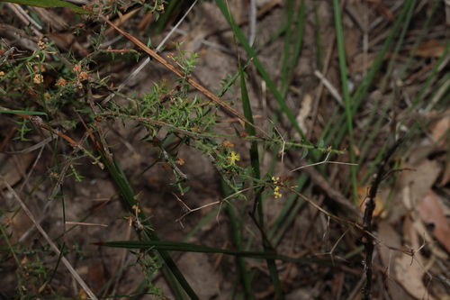 Acacia amblygona, photograph 2