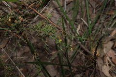 Acacia amblygona, photograph (c) Greg Tasney, some rights reserved (CC BY-SA)