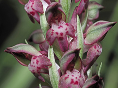 Anacamptis coriophora fragrans
