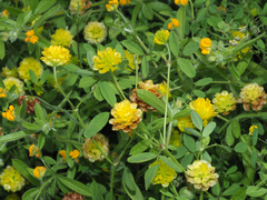 Trifolium boissieri