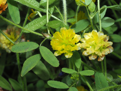 Trifolium boissieri