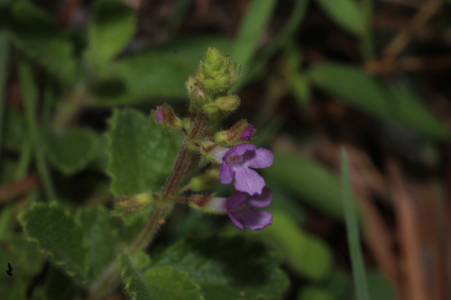 Sticky Keepsafe (Endostemon viscosus)