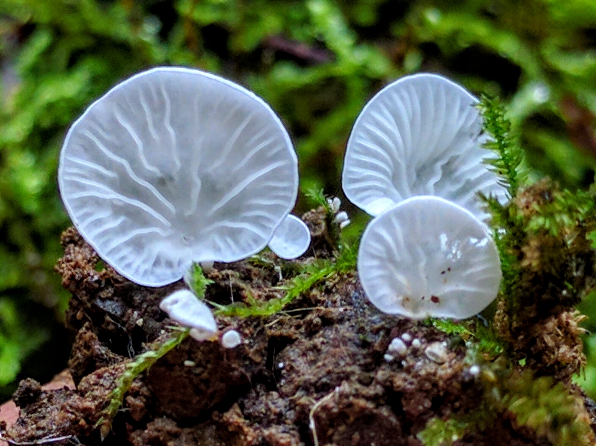 Rimbachia image