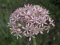 Allium nigrum
