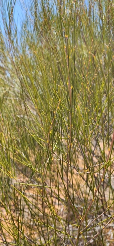 Burkitt's Wattle (Acacia burkittii)
