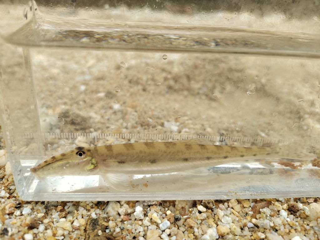 Horseface loach (Acantopsis choirorhynchos) — Cobitidae