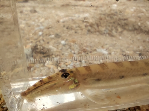 Horseface loach (Acantopsis choirorhynchos) — Cobitidae — 4