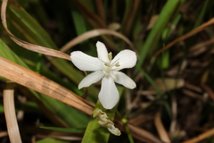 Libertia paniculata, photograph (c) Hayden Jones, some rights reserved (CC BY)