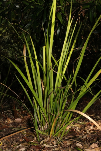 Libertia paniculata, photograph 5