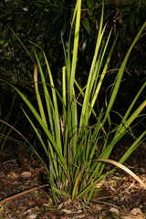Libertia paniculata, photograph (c) Hayden Jones, some rights reserved (CC BY)