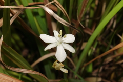 Libertia paniculata, photograph (c) Hayden Jones, some rights reserved (CC BY)