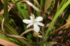 Libertia paniculata, photograph (c) Hayden Jones, some rights reserved (CC BY)