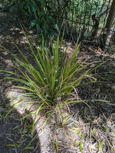 Libertia paniculata, photograph 2