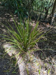 Libertia paniculata, photograph (c) Hayden Jones, some rights reserved (CC BY)