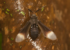 Myrmecopsis strigosa