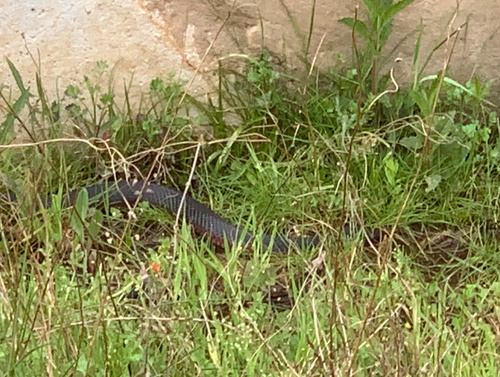 Red-bellied Black Snake sighting
