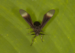 Myrmecopsis strigosa