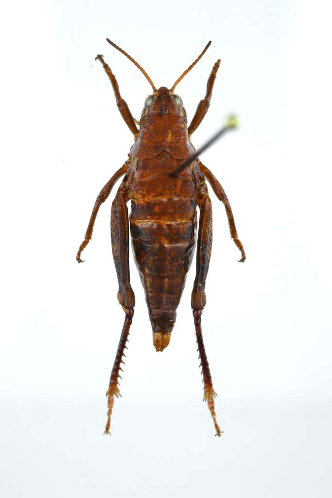 Kingdonella qinghaiensis
