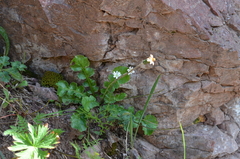 Leibnitzia knorringiana