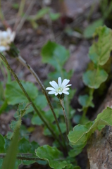 Leibnitzia knorringiana
