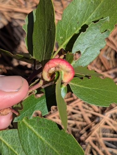 iNaturalist observation photo of Manzanita Leafgall Aphid