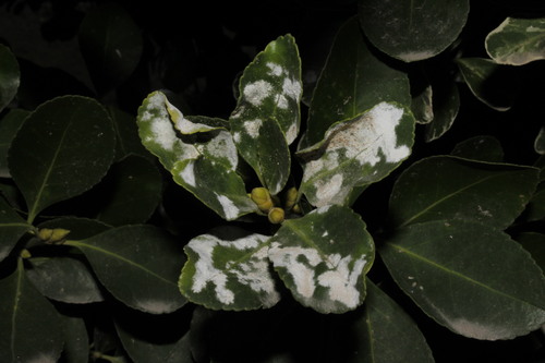 Spindletree powdery mildew