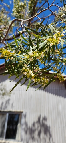 Myoporum platycarpum, photograph 6