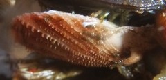 Chlamys hastata