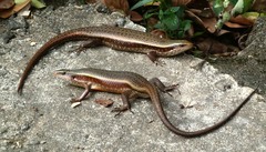 Eutropis lankae