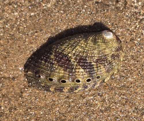 Haliotis diversicolor observed 2025-10-12