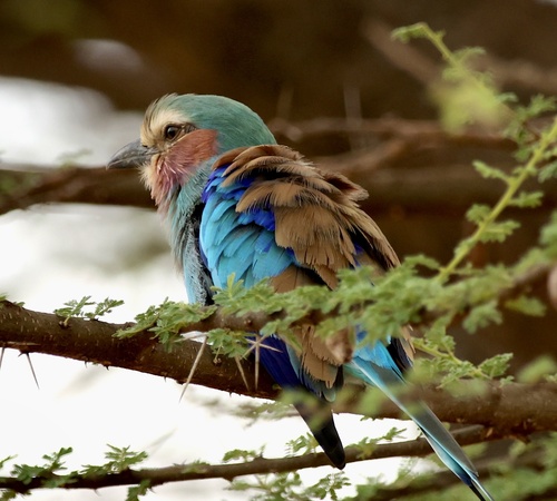 Lilac-breasted Roller
