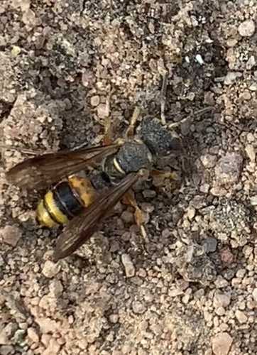 Cerceris australis