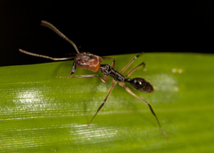 Odontomachus erythrocephalus