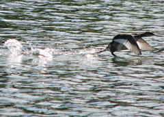 Podiceps nigricollis