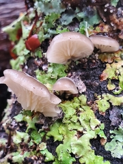 Hohenbuehelia grisea