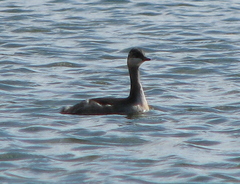 Podiceps nigricollis