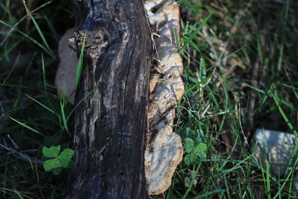 Fomitopsis lilacinogilva · September 2025 · photo: © sofiazed1 (iNaturalist, cc-by)