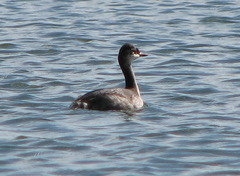 Podiceps nigricollis