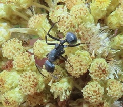 Camponotus mayri