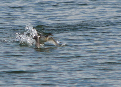 Podiceps nigricollis