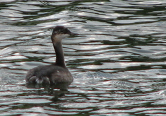 Podiceps nigricollis