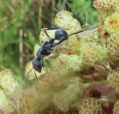 Camponotus mayri