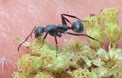 Camponotus mayri