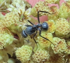 Camponotus mayri